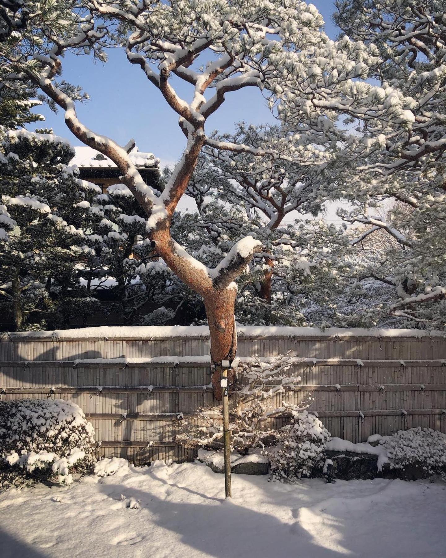 伝心庵 Garden Denshin-an * 京都