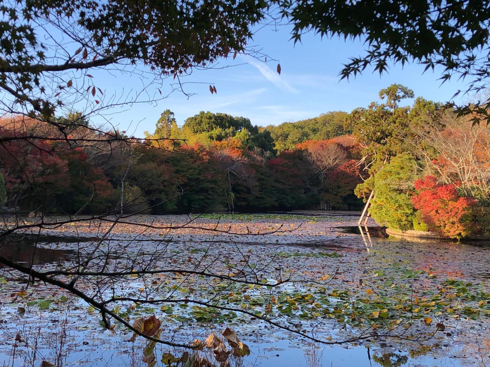 伝心庵 Garden Denshin-an 度假居 *